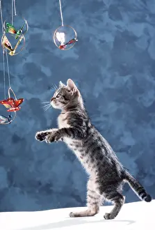 Chasing: CAT- Tabby KITTEN