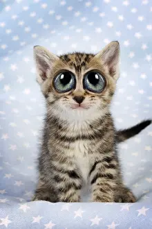 Distorted: Cat. Tabby Kitten (6 weeks old) with big eyes