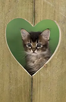 Valentine: Cat Tabby kitten about 7 weeks old in heart shape wood