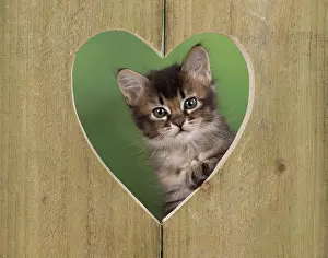Valentine: Cat Tabby kitten about 7 weeks old in heart shape wood