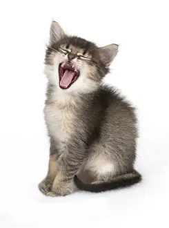 Speaking: Cat Tabby kitten about 7 weeks old with mouth open
