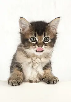 Lips: Cat