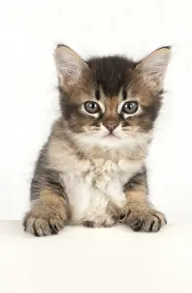 Leaning: Cat
