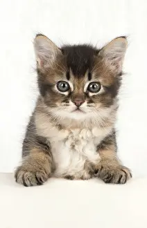 Leaning: Cat