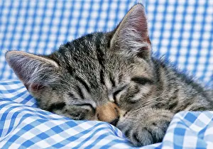 Gingham: CAT - Tabby kitten asleep on blue gingham