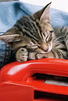 Telephones: CAT - tabby kitten asleep on red telephone