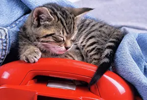 Telephones: CAT- Tabby kitten asleep with telephone