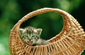 Miaowing: CAT - tabby kitten in basket, miaowing