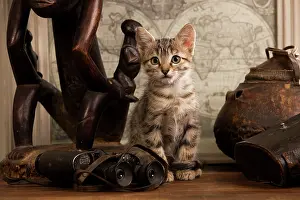 Binoculars: Cat - tabby kitten next to binoculars & ornaments