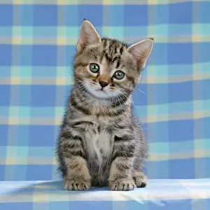 Check: CAT - Tabby kitten on blue check material