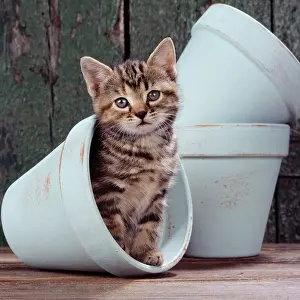 Outs: CAT - tabby kitten in blue flowerpot