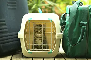 Carriers: CAT - Tabby Kitten in cat basket