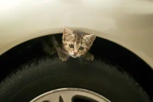 Crouched: Cat - Tabby kitten crouched on car wheel