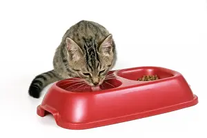 Lapping: CAT - tabby kitten drinking
