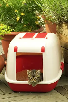 Tray: CAT - Tabby Kitten in enclosed litter tray
