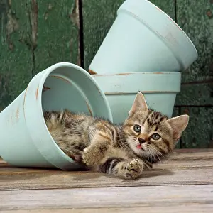 Pots: CAT - Tabby kitten in flowerpot