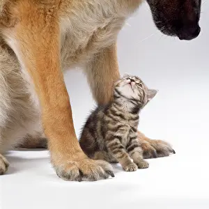 Mamamls: CAT - Tabby kitten between large dog's paws
