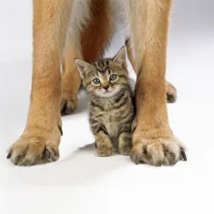 Size: CAT - Tabby kitten between large dog's paws