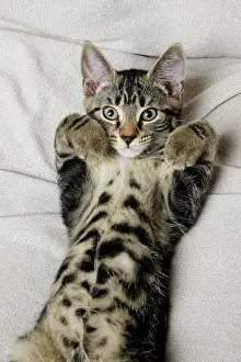 160921: CAT. Tabby kitten laying on its back with paws up