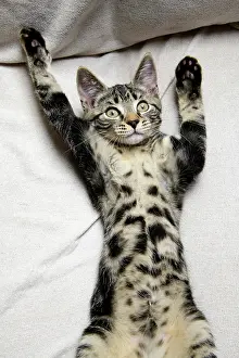Shock: CAT. Tabby kitten laying on its back with paws up