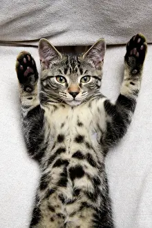 160921: CAT. Tabby kitten laying on its back with paws up