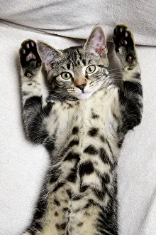 160921: CAT. Tabby kitten laying on its back with paws up