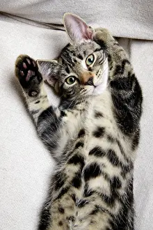 160921: CAT. Tabby kitten laying on its back with paws up