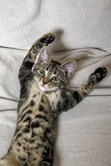 Chilling: CAT. Tabby kitten laying on its back with paws up