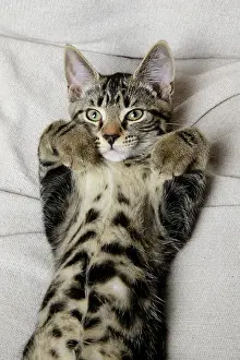 Chilling: CAT. Tabby kitten laying on its back with paws up