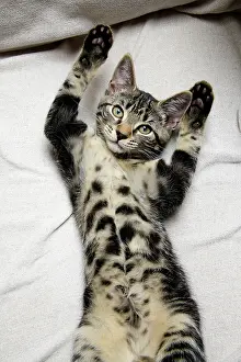 Lifting: CAT. Tabby kitten laying on its back with paws up