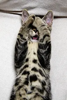 160921: CAT. Tabby kitten laying on its back with paws up hiding its