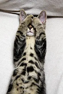 Chilling: CAT. Tabby kitten laying on its back with paws up hiding its