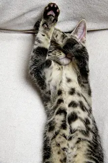 Lifting: CAT. Tabby kitten laying on its back with paws up hiding its