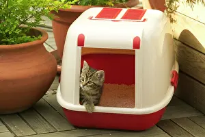 Tray: CAT - Tabby Kitten in litter tray