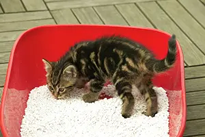 Tray: CAT - Tabby Kitten in litter tray