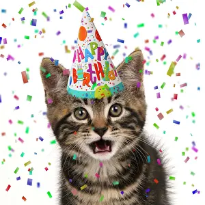 Confetti: CAT. Tabby kitten, looking at camera, mouth open, wearing a
