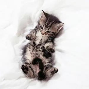 Submission: CAT - Tabby Kitten lying on back