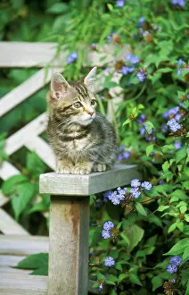 Nervous: CAT - Tabby kitten lying on bench with blue flowers