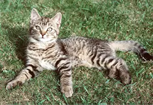 Staring: CAT - Tabby kitten - lying on grass