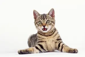 Miaowing: CAT - Tabby kitten, lying, miaowing