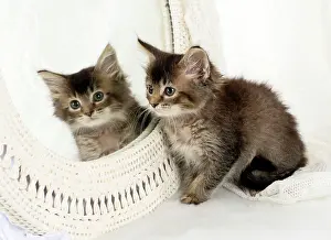 Mirrors: CAT. Tabby kitten with a mirror