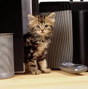 Phone: CAT - Tabby kitten on office desk with files and phone