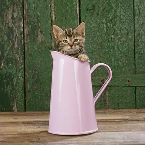Jugs: CAT - Tabby kitten in pink jug