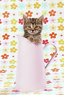 Jugs: Cat - Tabby kitten in pink jug