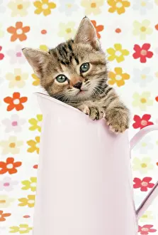 Jugs: CAT - Tabby kitten in pink jug