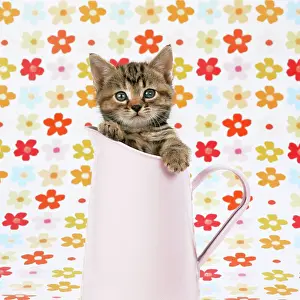 Jugs: CAT - Tabby kitten in pink jug