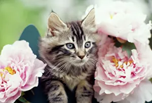 Peonies: CAT - Tabby Kitten - in pink peonies