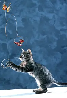 Chasing: CAT Tabby Kitten - playing with mobile