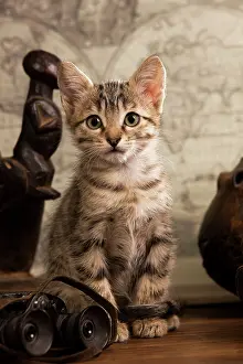 Binoculars: Cat - tabby kitten sitting next to binoculars
