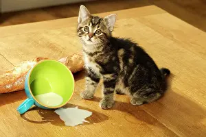 Unhygienic: CAT - Tabby Kitten sitting by split mug of milk
